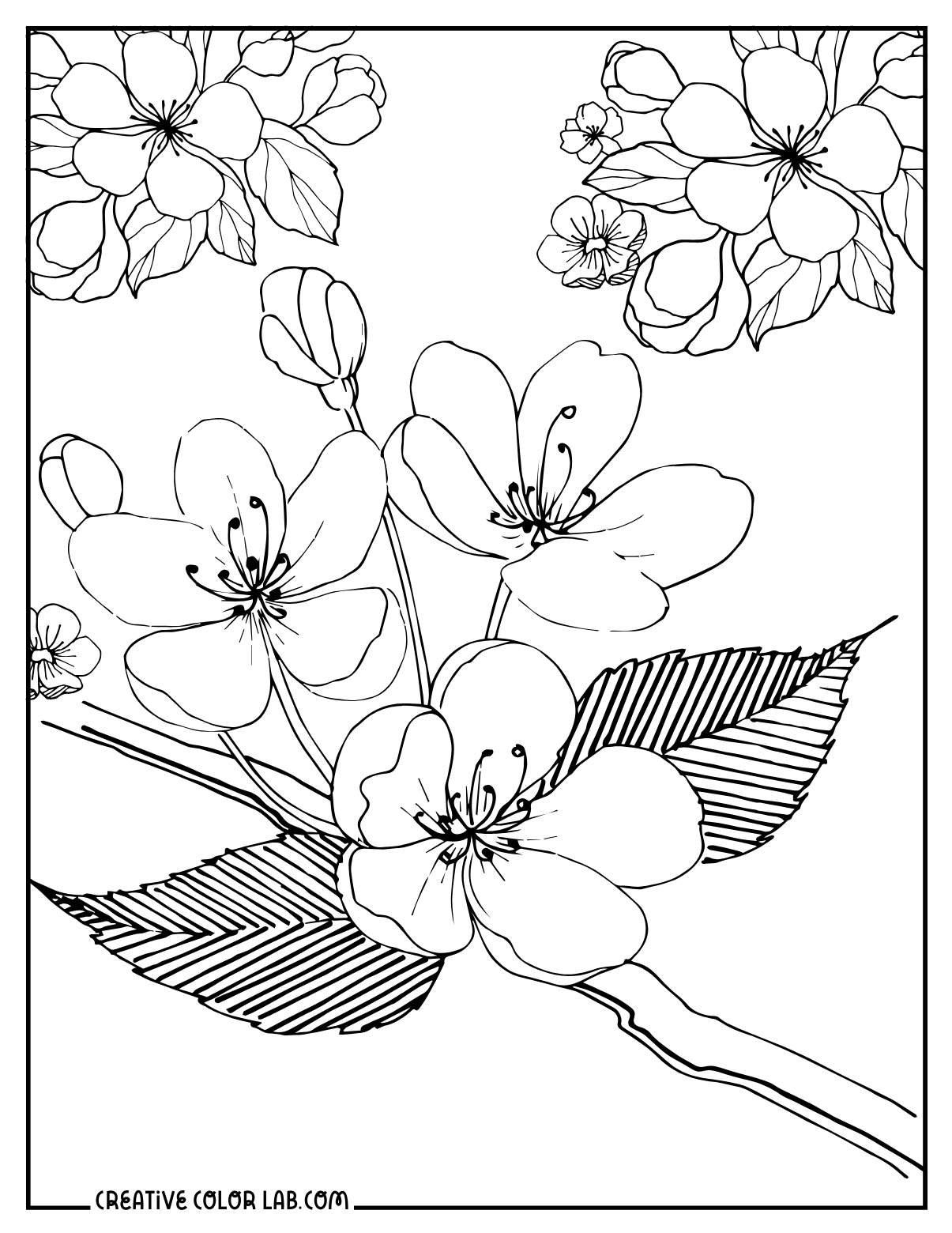Apple tree blossom coloring page.