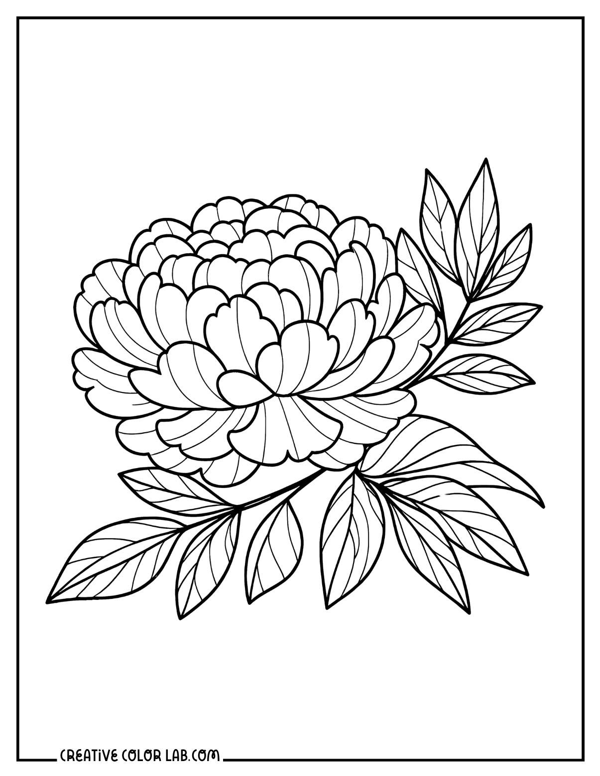Blooming peony the Indiana state flower coloring sheet.