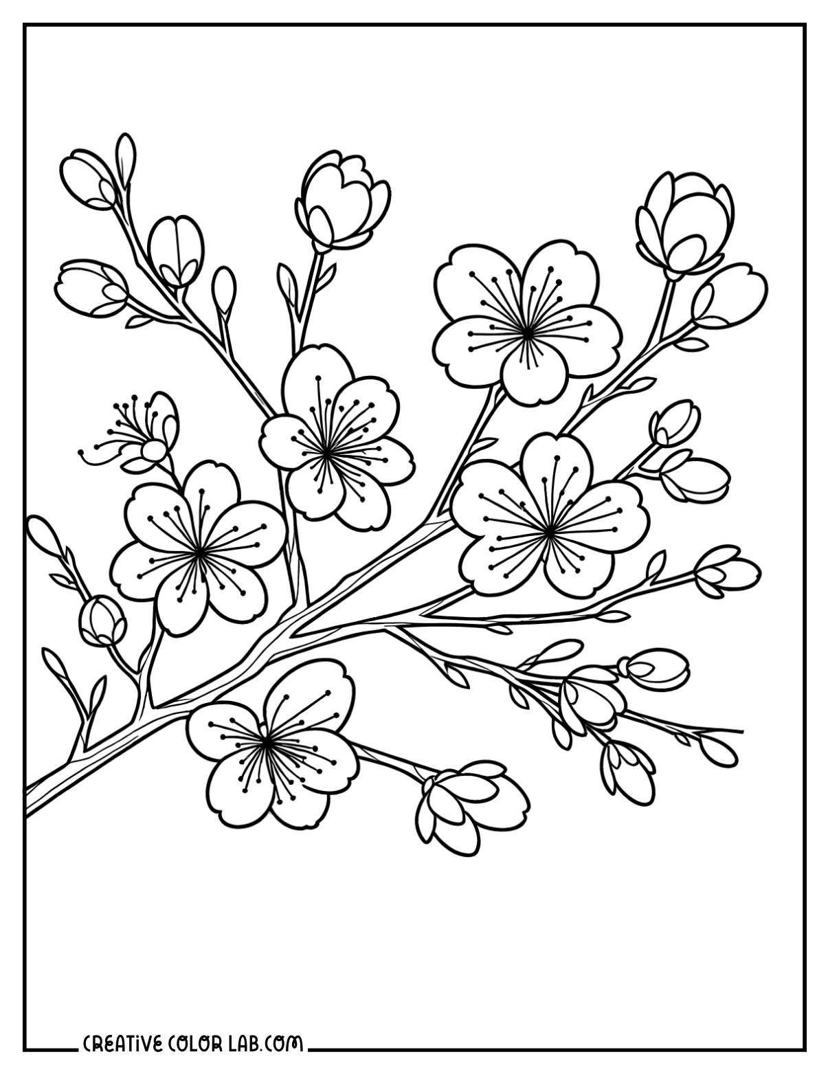 Cherry blossom flowers outline to color.
