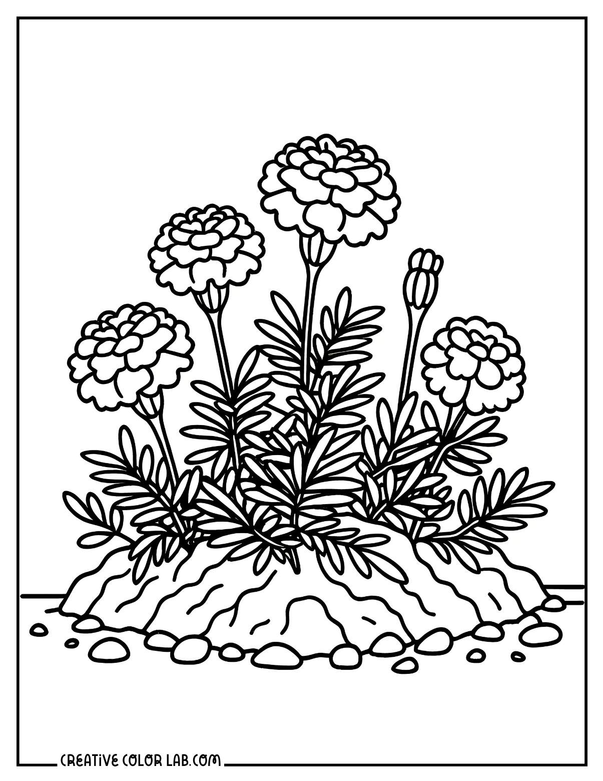 Cluster of Marigold flowers coloring page.