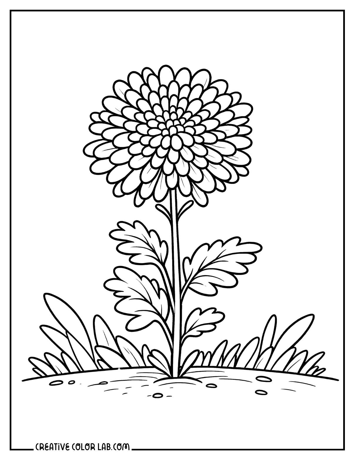 A single Marigold in field coloring sheet.