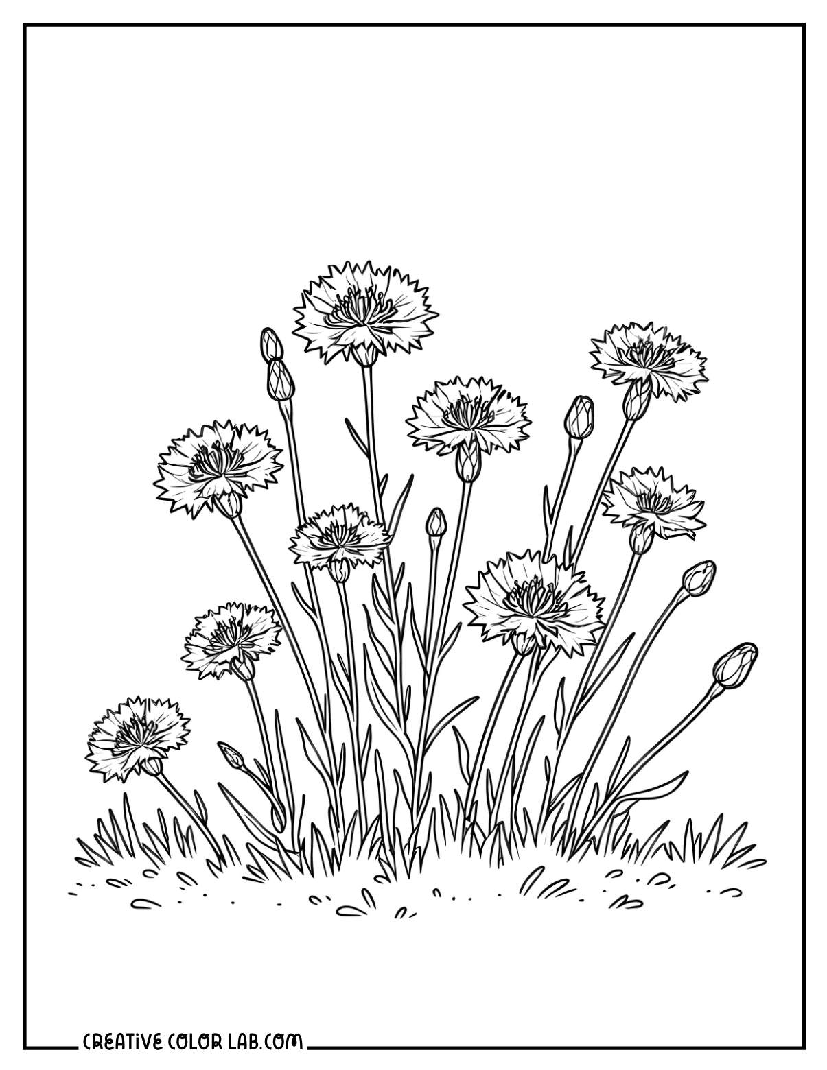 Cornflowers outline to color in.