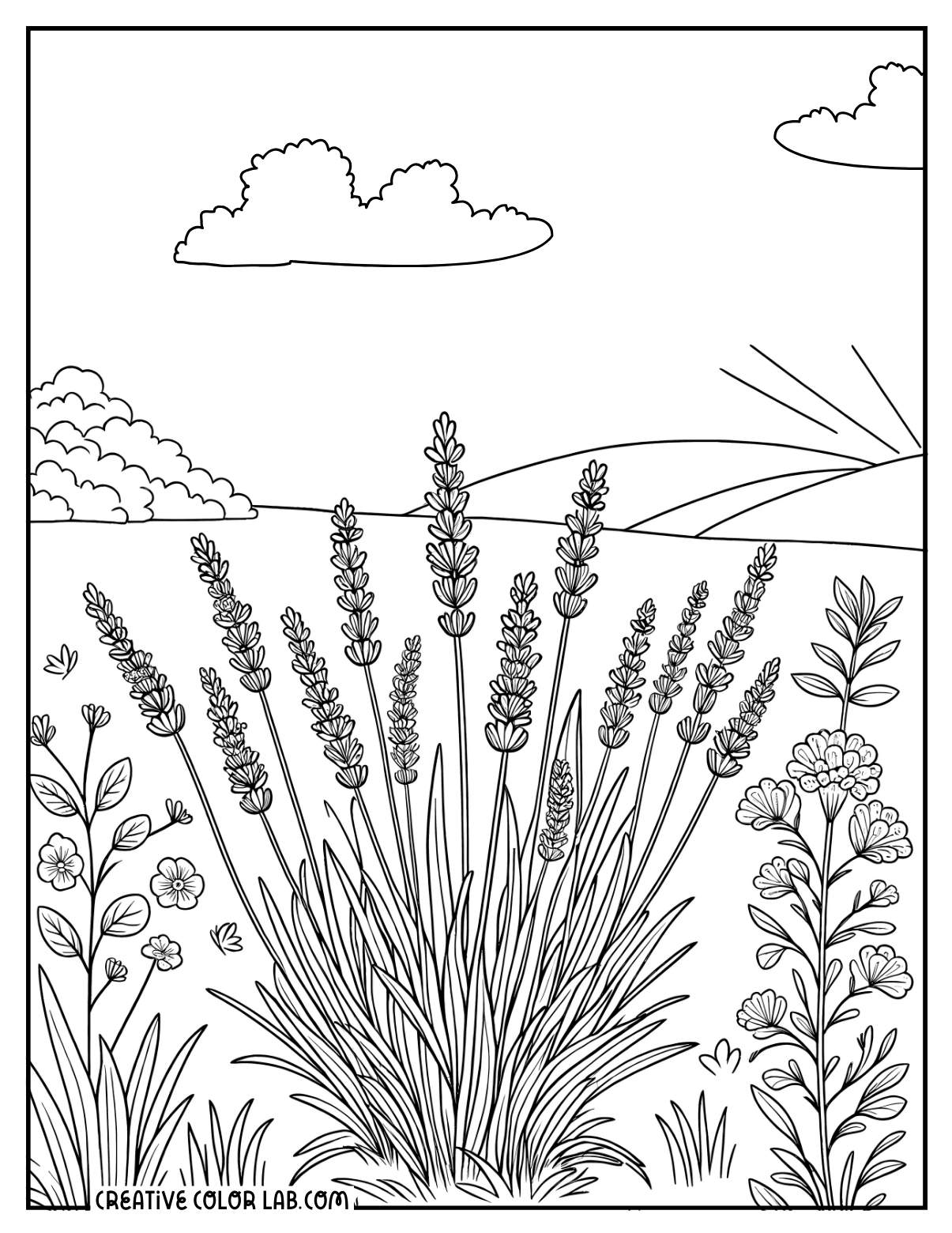 Lavender plant on the garden coloring page.