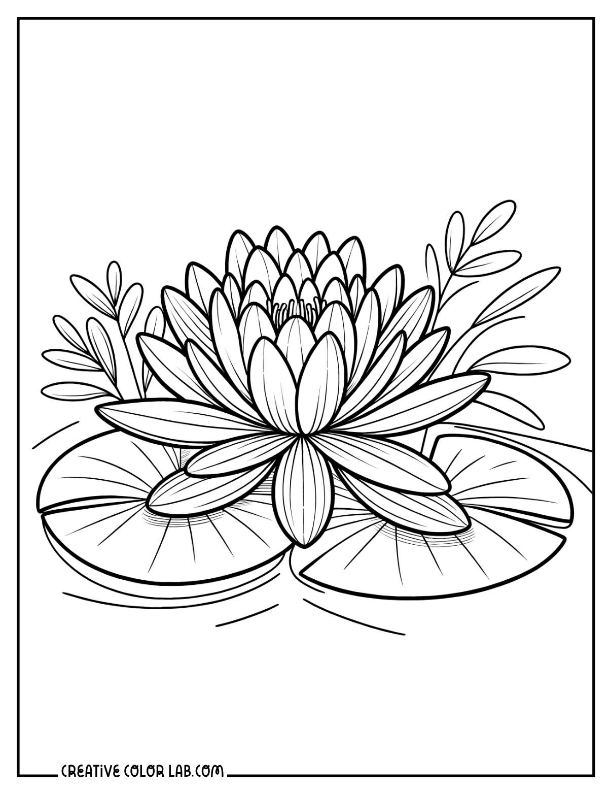 Midnight water lily picture to color.
