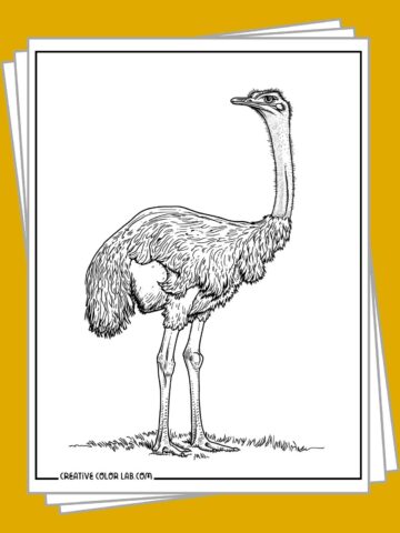 Free printable ostrich coloring pages to download.
