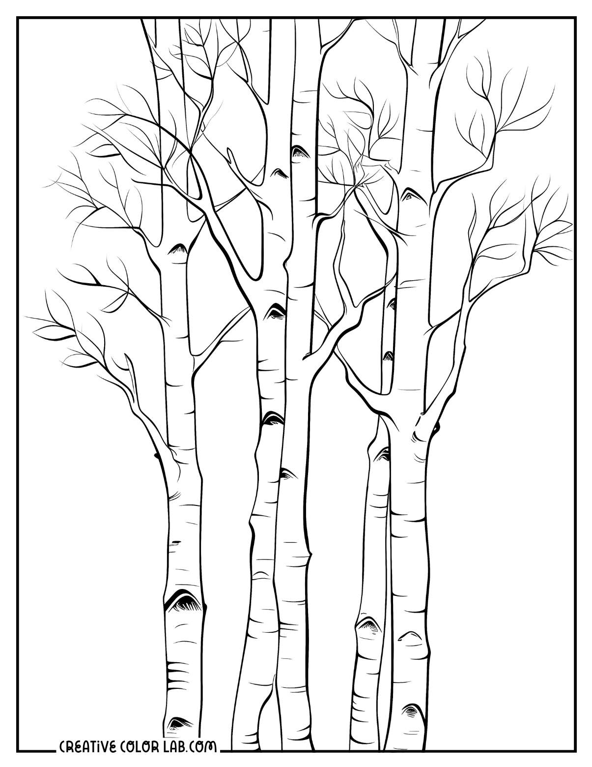 Quaking aspen tree coloring sheet.