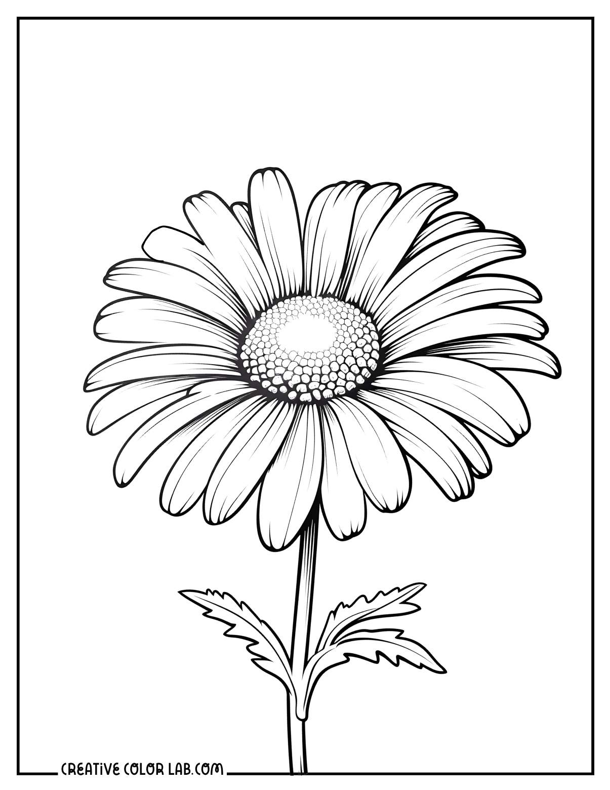 Realistic daisy illustration coloring sheet.