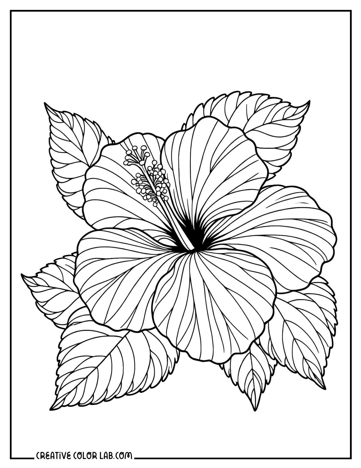 Detailed and realistic shoeblack plant hibiscus flower coloring sheet.