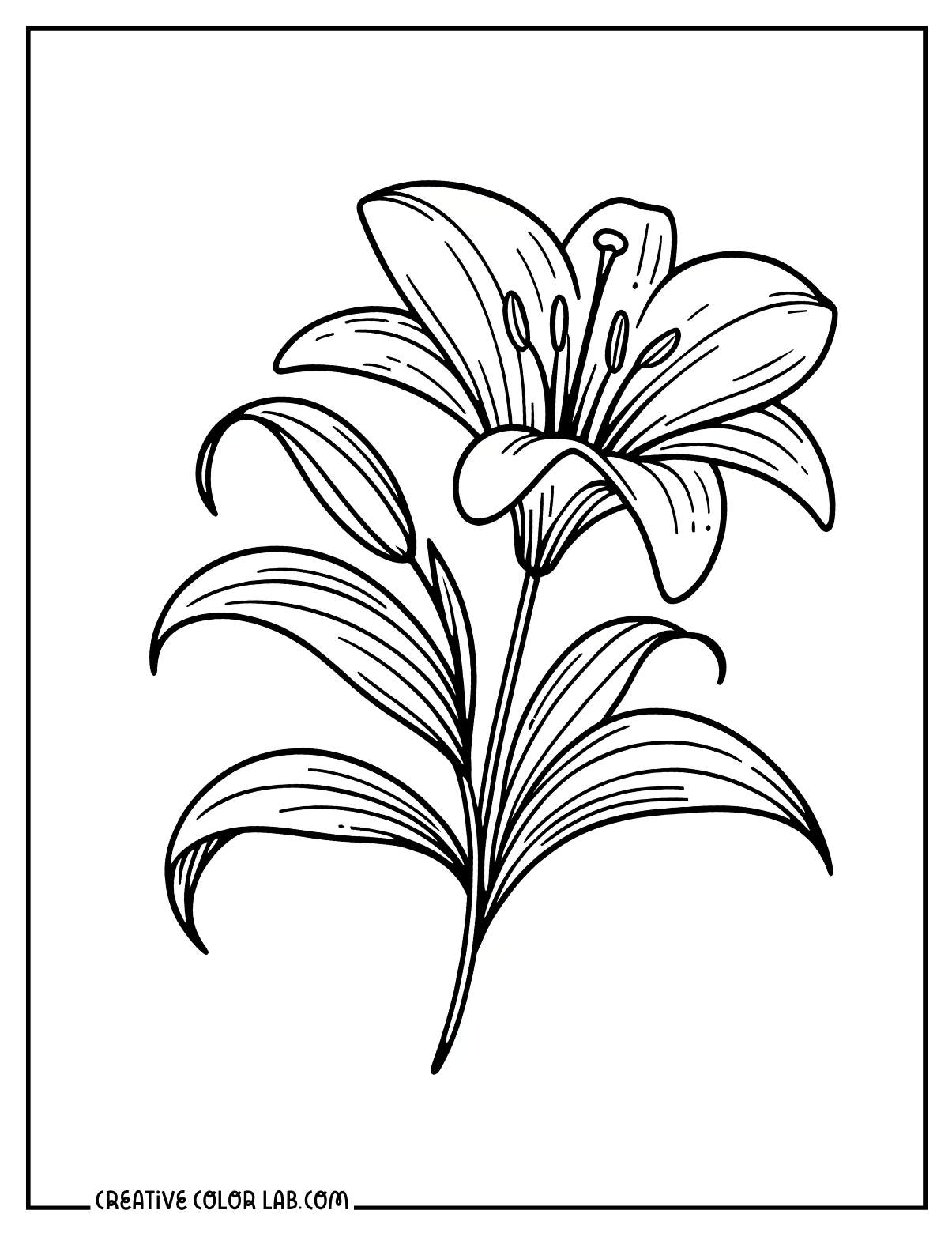 Single easter lily coloring page.