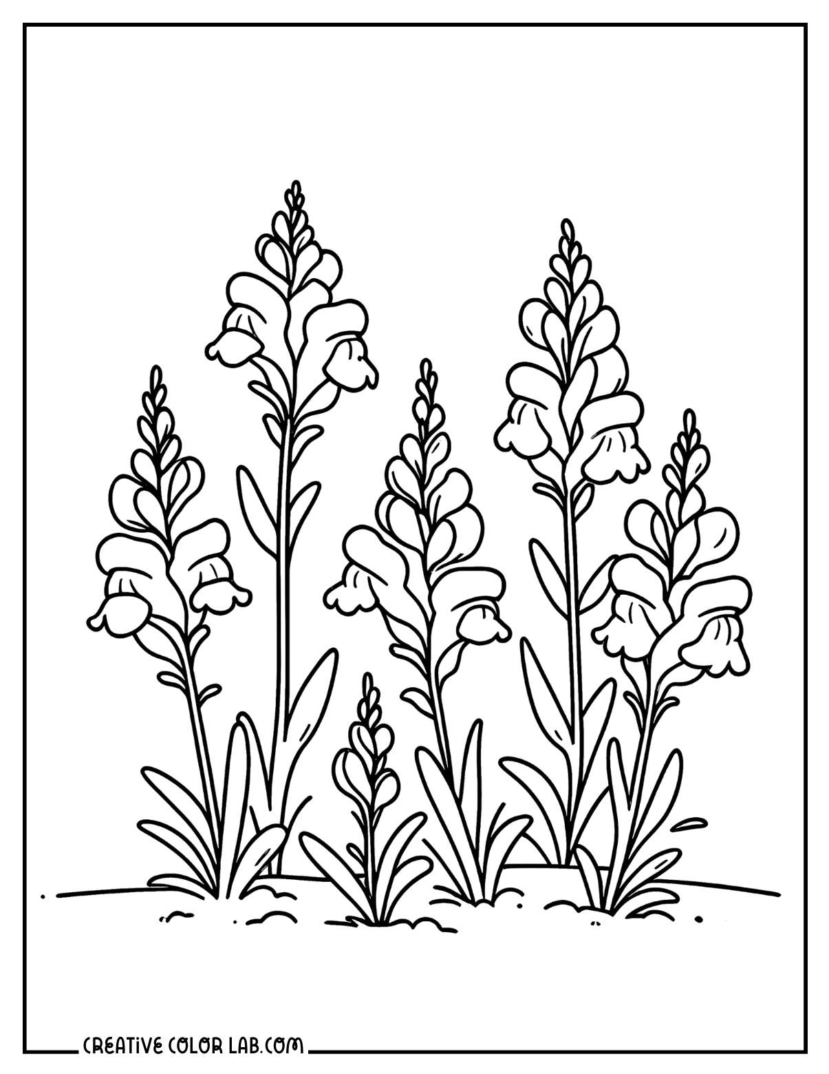Snap dragon flower coloring page.