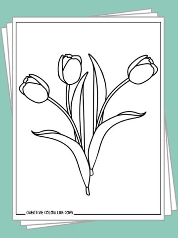 Free printable tulip coloring pages PDF to download.
